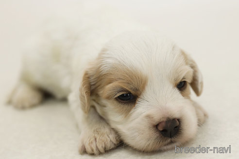 販売中の神奈川県のミックス犬-386721の2枚目